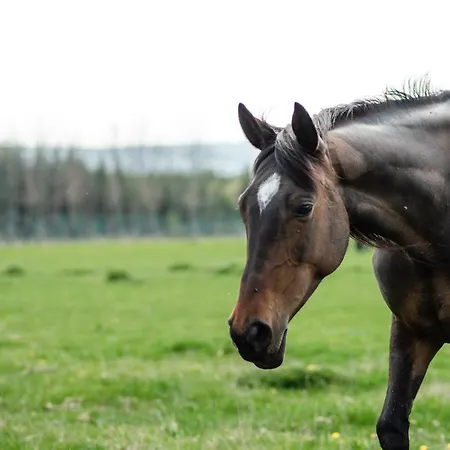 בית הארחה Orlov Příbram
