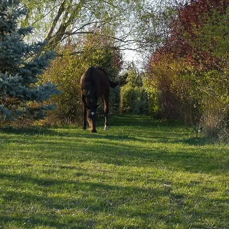 Гостевой дом Orlov Пршибрам