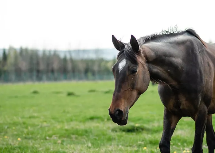 Konukevi Orlov Příbram